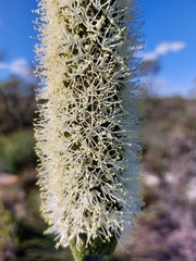Xanthorrhoea drummondii