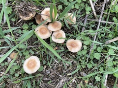 Marasmius