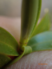 Veronica vernicosa