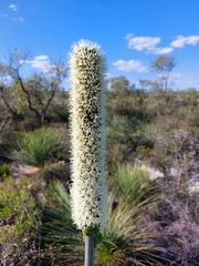 Xanthorrhoea drummondii