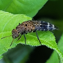 Ontholestes murinus