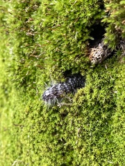 Acronicta megacephala