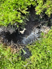 Acronicta megacephala