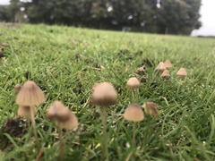 Panaeolus foenisecii