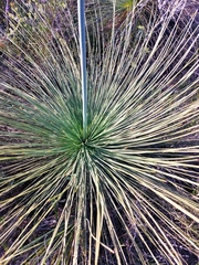 Xanthorrhoea drummondii