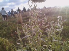 Chenopodium berlandieri