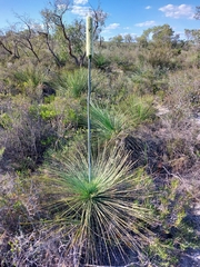 Xanthorrhoea drummondii