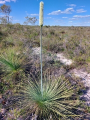 Xanthorrhoea drummondii