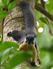 Ratufa bicolor