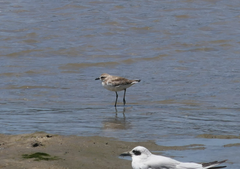 Charadrius leschenaultii