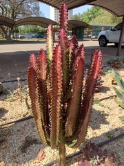 Euphorbia trigona
