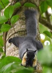 Ratufa bicolor