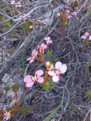 Stylidium adpressum