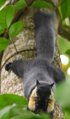 Ratufa bicolor