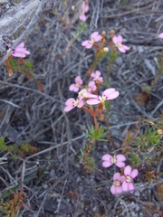 Stylidium adpressum