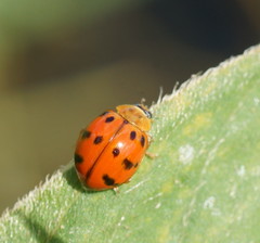 Harmonia octomaculata