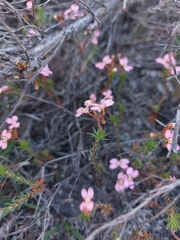 Stylidium adpressum