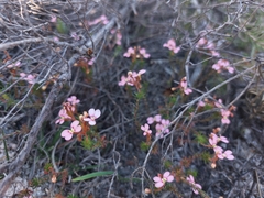 Stylidium adpressum