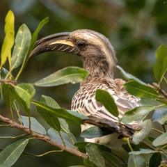 Lophoceros nasutus