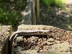 Concinnia tenuis