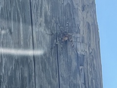 Dolomedes tenebrosus