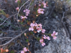 Stylidium adpressum
