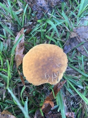 Leccinellum crocipodium