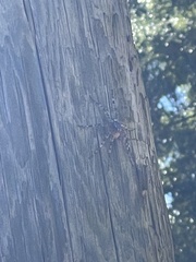 Dolomedes tenebrosus
