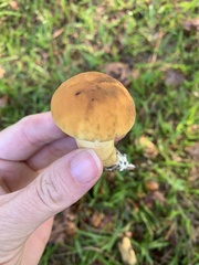 Leccinellum crocipodium