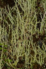 Cladonia scabriuscula
