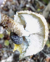 Megapallifera mutabilis