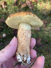 Leccinellum crocipodium