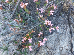 Stylidium adpressum