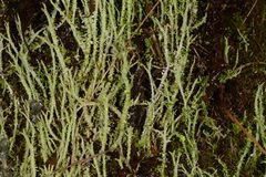 Cladonia scabriuscula