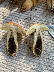 Leccinellum crocipodium