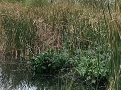 Pontederia cordata