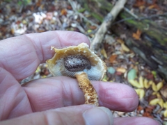 Megapallifera mutabilis