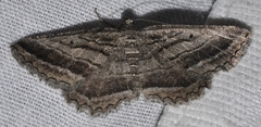 Rhoptria asperaria