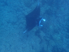 Mobula alfredi