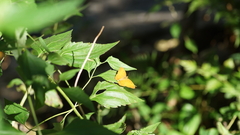 Cirrochroa tyche mithila