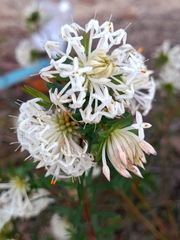 Pimelea linifolia
