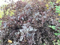 Physocarpus opulifolius