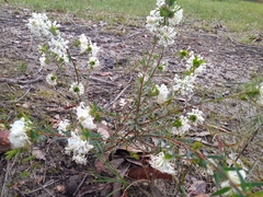 Pimelea linifolia