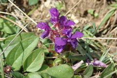 Prunella grandiflora