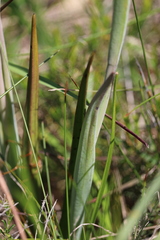 Thelymitra aristata