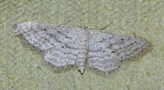 Idaea elongaria