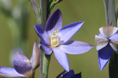 Thelymitra aristata