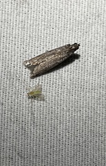 Phycitodes reliquellum