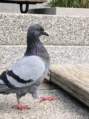 Columba livia domestica