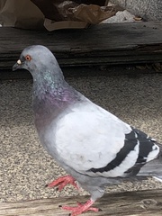Columba livia domestica